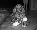 Copyright 2004 - U.S. Hogs For Dogs, Inc